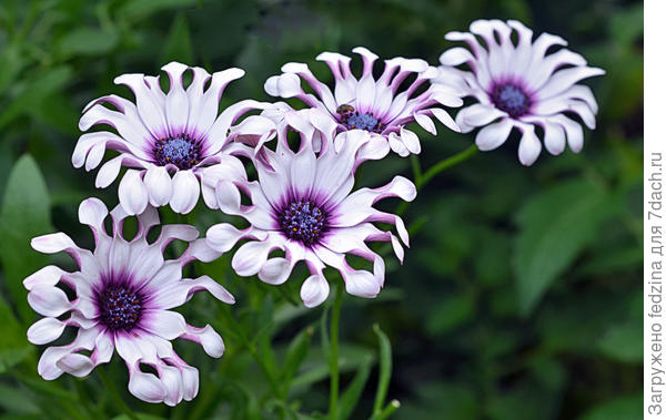 Белый ложечный остеопермум