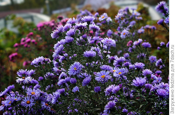 Астры осенние