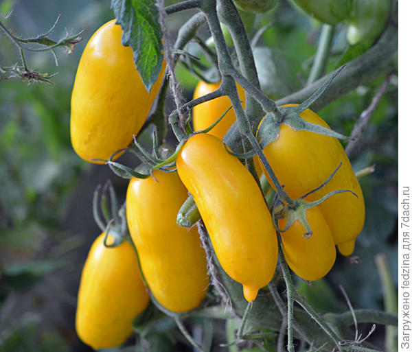 Банановые ноги