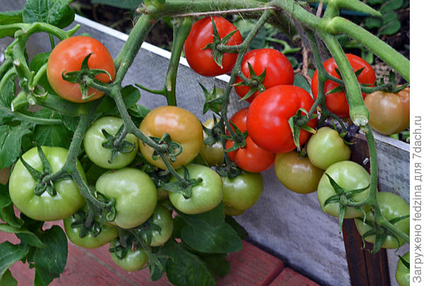 Любаша 2017г в теплице. Рядом такая же кисть.