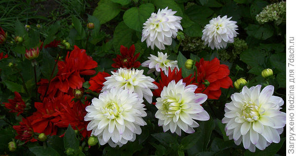 Парковые георгины