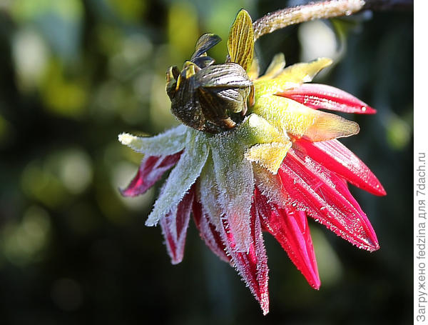 Последний день цветения...