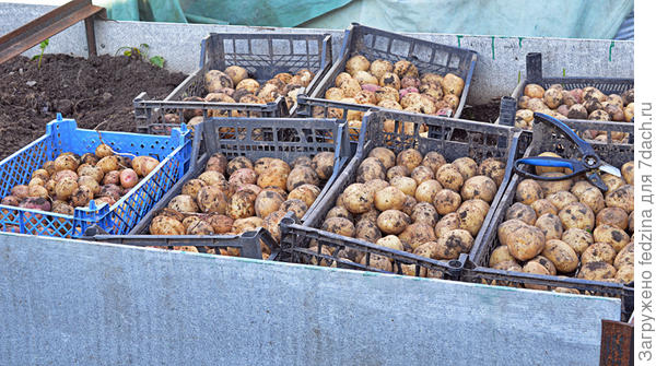 Голубизна под Агросаном