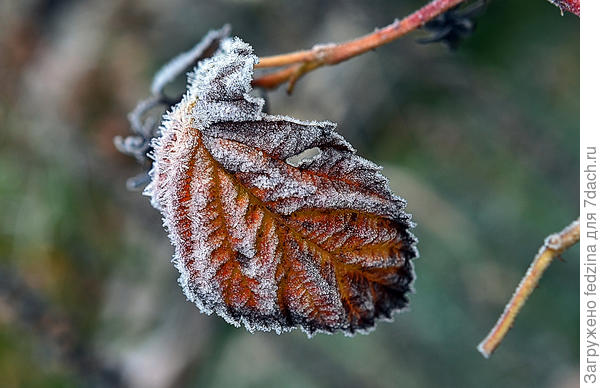 Листик подмороженный