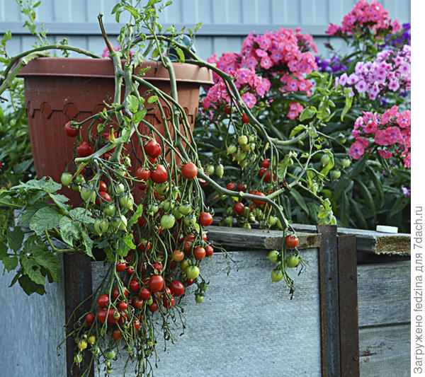 Поцелуй герани в горшке