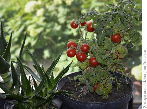 Пиноккио на окошке