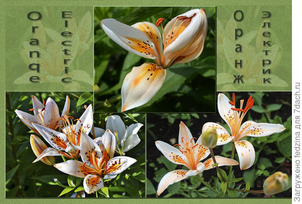 Оранж Электрик