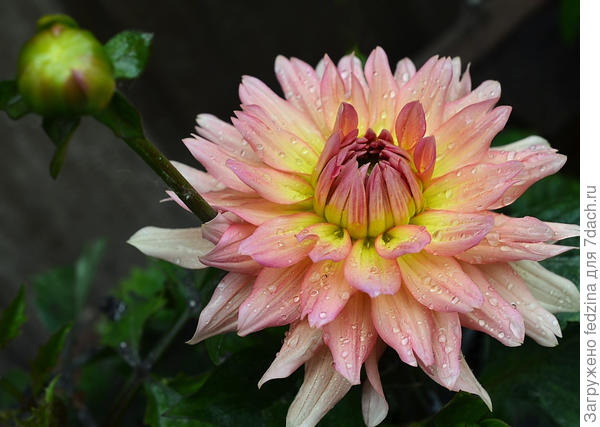 Дора Мэлоди