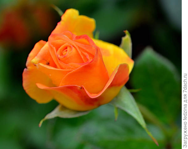 Рыжая розочка для вернувшейся Тигры!