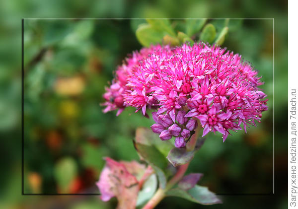 Очиток Пурпурный