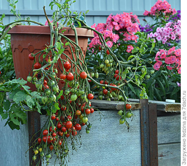 Поцелуй герани