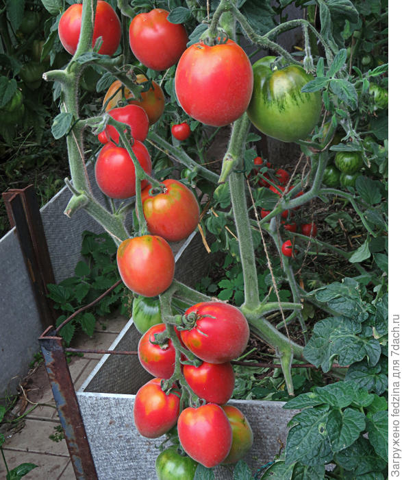 Опушенная Шахерезада