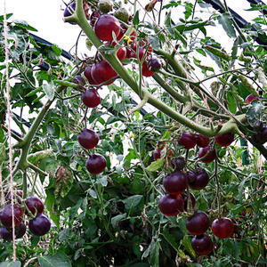 Озарк Закат 16 октября