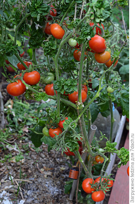 Кудряволистный помидор