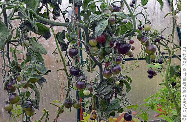 Ворсистый синий болтун 13 октября