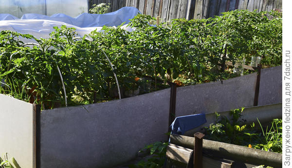 Высокая грядка с томатами