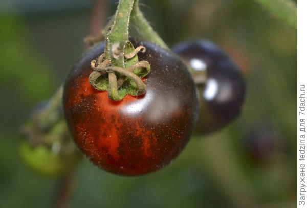 Озарк Закат 15-09-18г