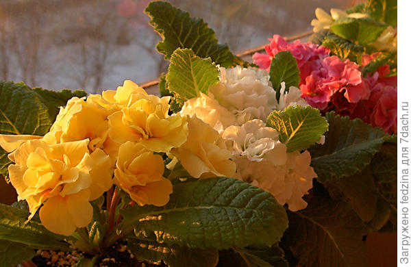 Примулы на балконе...