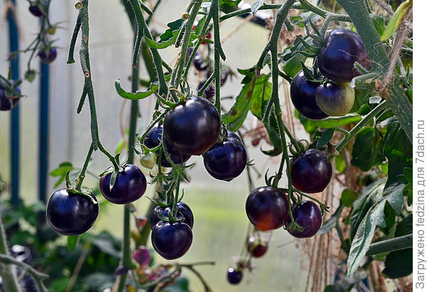 &amp;quot;Черника&amp;quot; в октябре