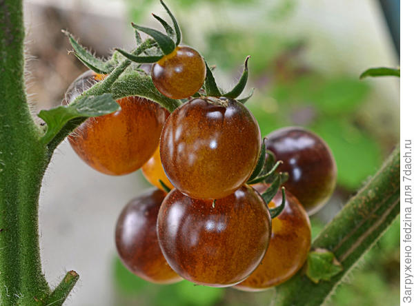 Томат &quot;Лесной голубой шмель&quot;