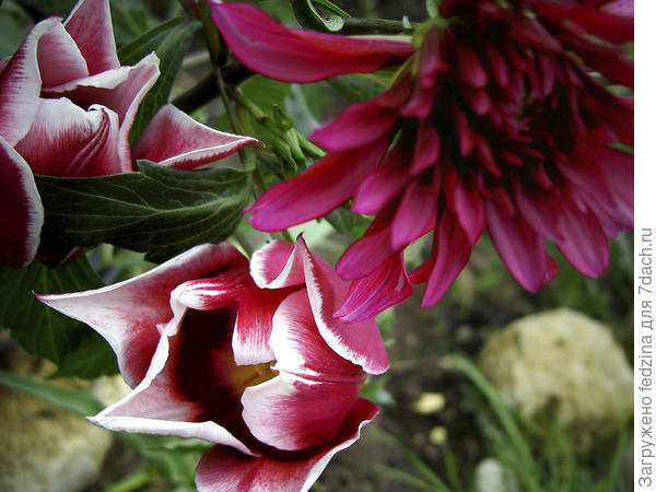 Соединила осень я с весной, разметав осеннюю грусть...