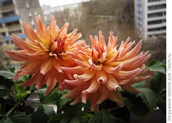 Леонардо расцвел на балконе