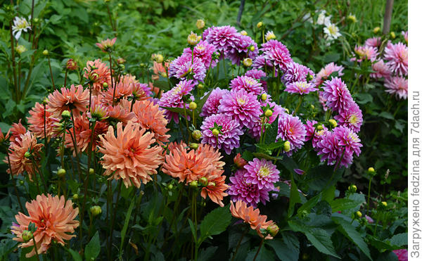 Георгины серии Гэллери