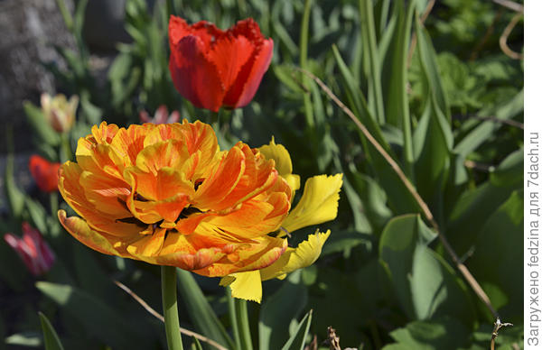 И чтоб весна к Вам пришла поскорее!