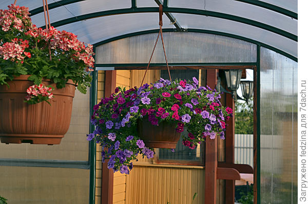 Калиброхоа и вербена