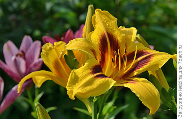 Инфракрасный эффект