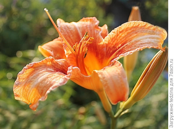 Queen of May растёт в полутени и на солнце