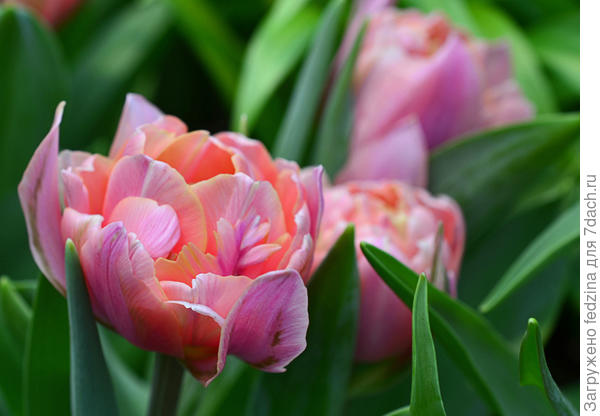 Тюльпан Двойная сладость