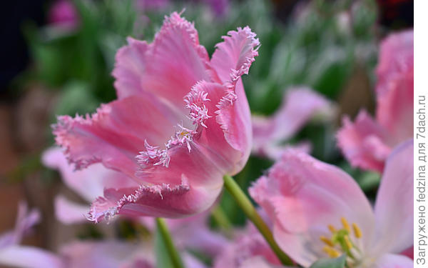 И красивых цветочков!