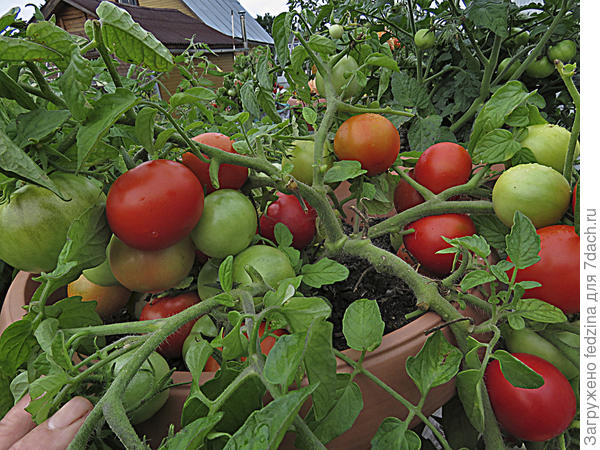 Они круглые...