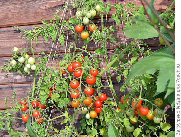 Пришлось остальные стволики пустить вверх, чтобы не лежали на земле