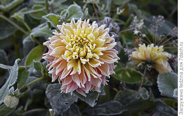 Когейн или последнее цветение георгинчика...