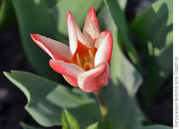 А это Вам ранний тюльпанчик