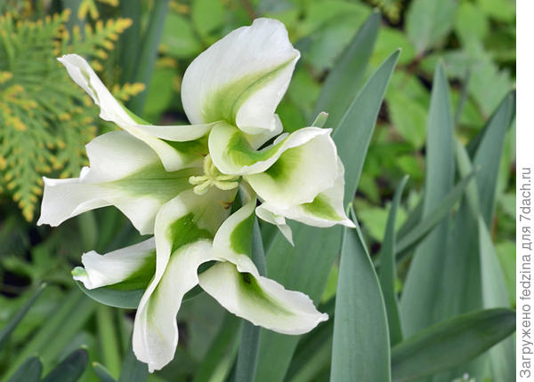 Весенняя зелень