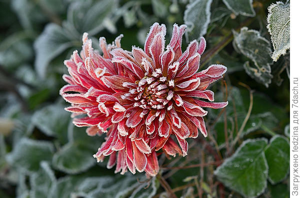 Гэллери подмороженные