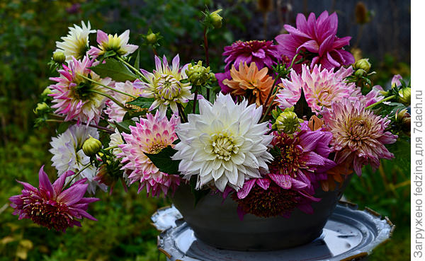 Пусть и у Вас вырастет такой тазик с цветами