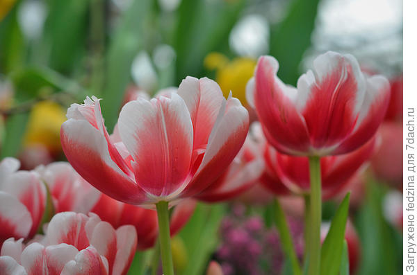 Тюльпаны в феврале