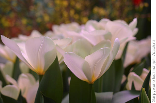 Пуриссима (Purissima)