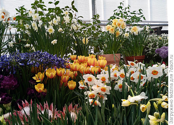 Репетиция весны