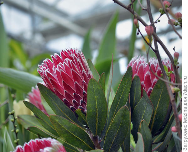 Африканская роза (Protea)