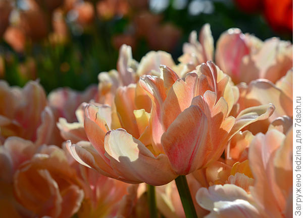 С первым днем весны!