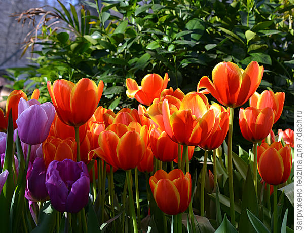 С первым днём весны!