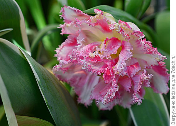 Моё Кудрявое очарование