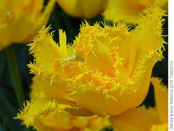 Моё Золото мая