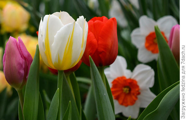 И солнечного настроения!