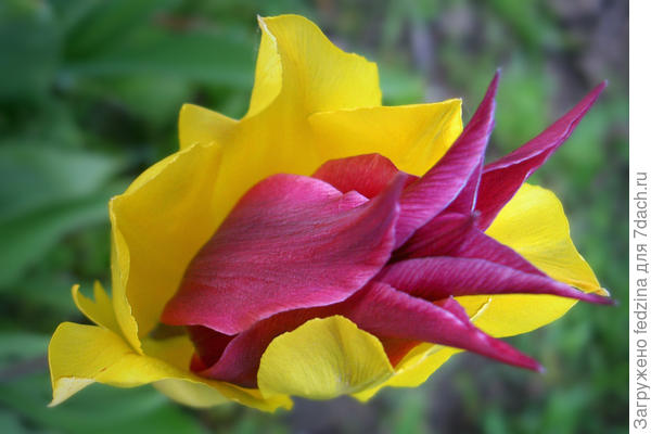 В страстных объятиях